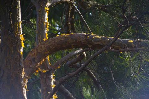 Closeup pine tree brunch nature Stock Photos