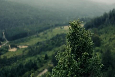 Closeup of pine tree with forest in the background Stock Photos