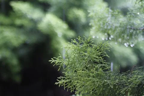 Closeup of pine tree leaves with shallow depth Stock Photos