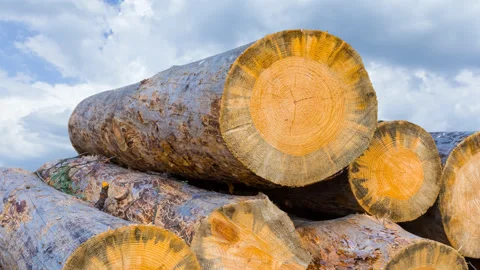 Closeup pine tree log on blue cloudy sky background Stock Footage 239081222