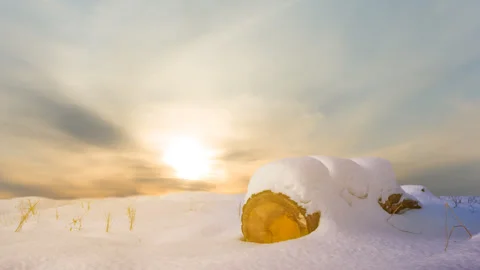 Closeup pine tree log in snow at the sunset Видео 343605565
