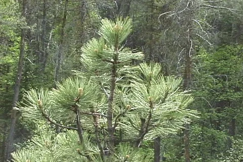 Closeup of Pine Tree in Montana Stock Footage 93093420