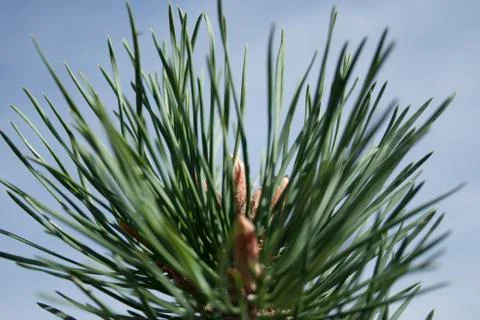 Closeup of a pine tree Foto stock