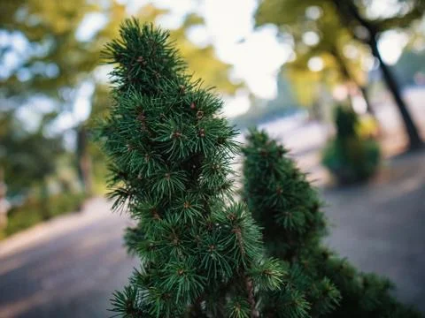 Closeup of pine tree Stock Photos