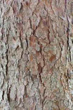 Closeup of pine tree Stock Photos