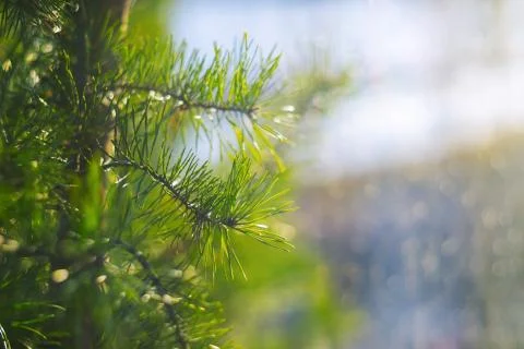A closeup of a pine tree in rain drops and sun rays Stock Photos