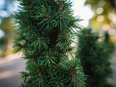 Closeup of pine tree on the street Stock Photos