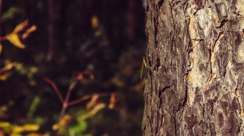 Closeup pine tree trunk on blurry background of dark forest Stock Photos