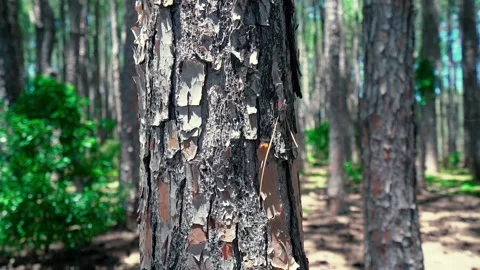Closeup of a pine tree trunk Stock Footage 228728536