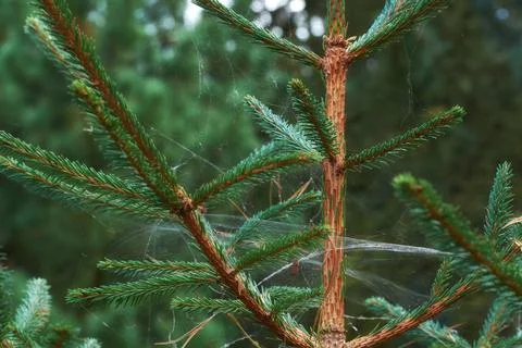 Closeup of a pine tree with webs between the branches in a wild forest. Green Stock Photos