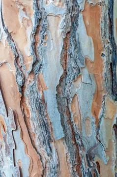 Closeup of pine tree wood Stock Photos