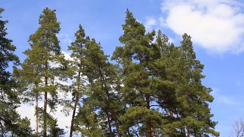 Closeup pine trees on a blue cloudy sky background Stock Footage 152383666