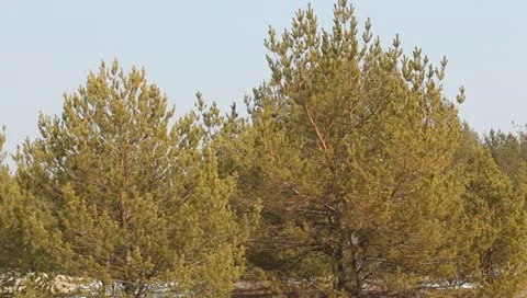 Closeup pine trees Stock Footage 10868104