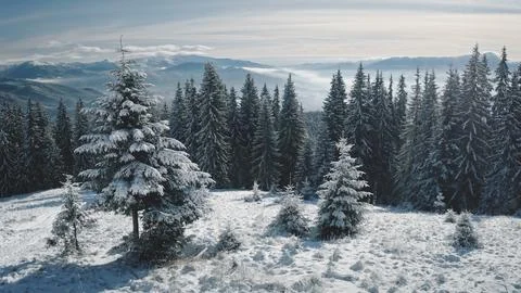 Closeup pine trees at snow mountain top aerial. Nobody nature landscape at sun Stockfoto's