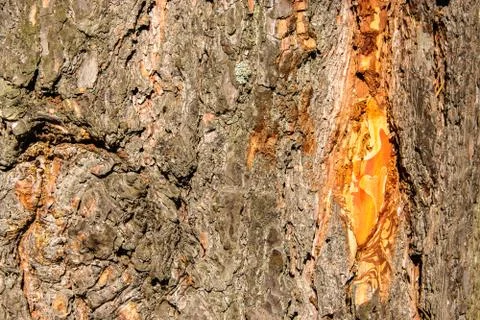 Closeup pine trunk and bark with resin lit by the sun. Stock Photos