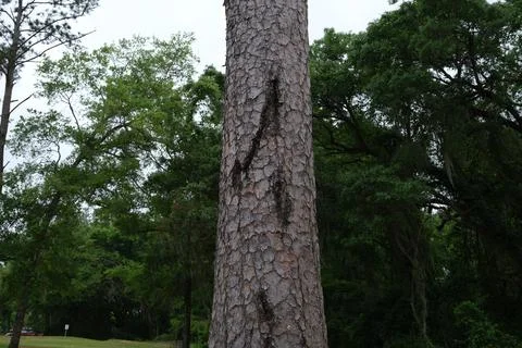 Closeup of Pine trunk in front of park forest Stock Photos