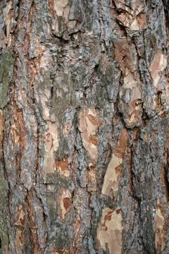Closeup of a pine trunk Stock Photos