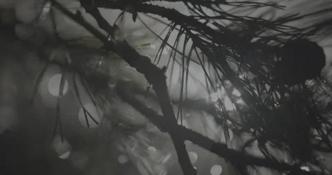 Closeup of a pine twig with a pinecone in the rain at night strong backlight Stock Footage 243319047