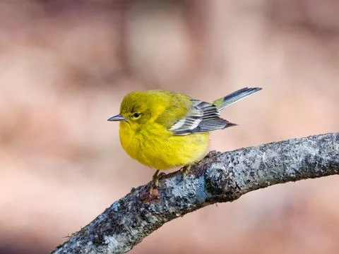 Closeup of Pine Warbler bird 库存照片