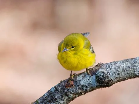 Closeup of Pine Warbler bird Fotos Stock