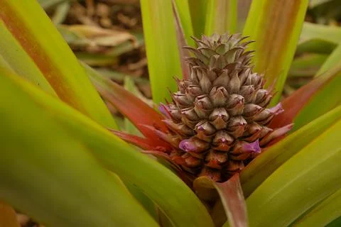 Closeup of pineapple in blossom Stock-Fotos