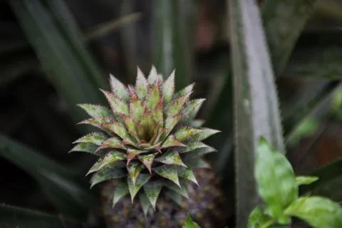 Closeup of Pineapple Fruit Stock Photos