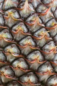 Closeup on pineapple Stock Photos