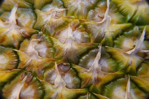 Closeup of a pineapple skin Stock Photos