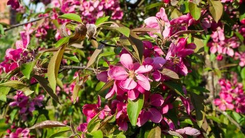 Closeup of pink apple blossoms on tree branch with green leaves. Beautiful .. 스톡 사진