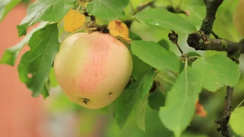 Closeup pink apple that moves in the wind. Stock Footage 203558887