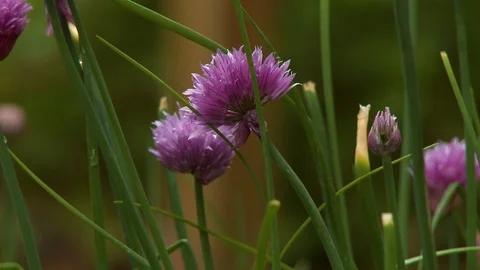 Closeup of Pink Aster Flowers Stock Footage 115859566