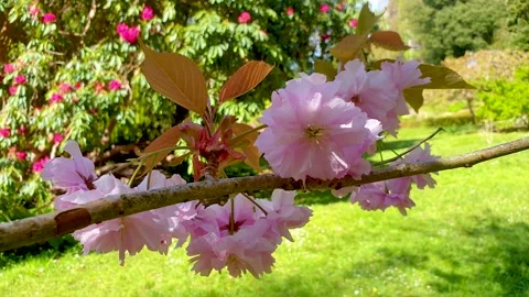 A closeup of pink blossoms. Stock Footage 153541773