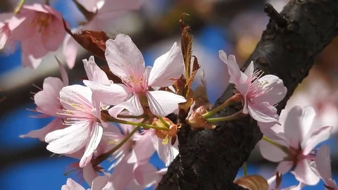 Closeup of pink blossoms of a wild cherry tree in spring at blue sky Vídeos de archivo 88050953