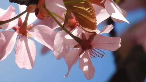 Closeup of pink blossoms of a wild cherry tree in spring at blue sky Vídeos de archivo 88051473