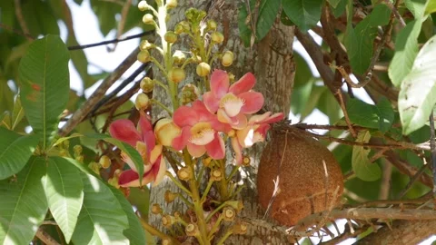 Closeup of pink bombax blossoms on a tree with green leaves, branches and a brow 스톡 동영상 343041052