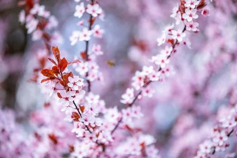 Closeup of pink cherry blossom tree branches with flower petals in spring in Stock Photos
