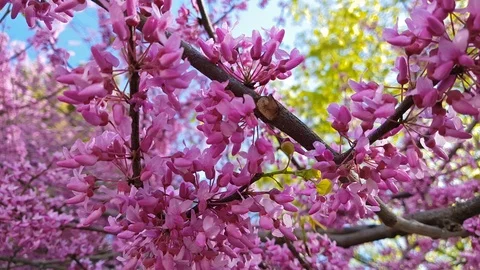 Closeup of pink flower clusters of an Eastern Redbud tree in full bloom Stock Footage 89321367