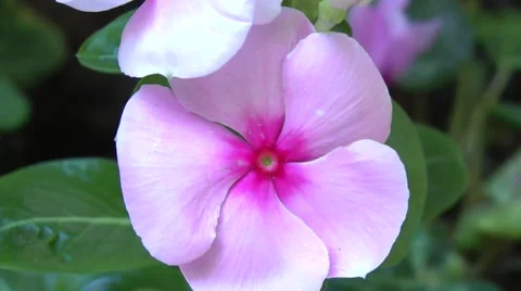 Closeup of pink flower Vídeos de archivo 52780243