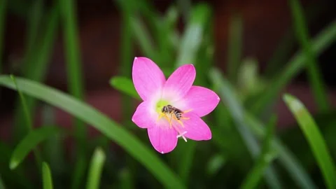 Closeup of pink flower Stock Footage 198297542