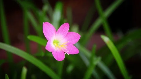 Closeup of pink flower Video stock 198297547