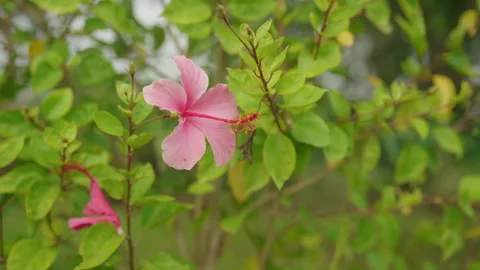 Closeup Pink Flower Stock Footage 247679117