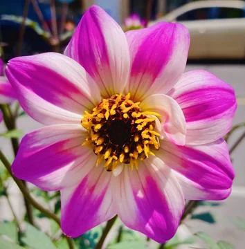 Closeup of a Pink Flower Foto stock