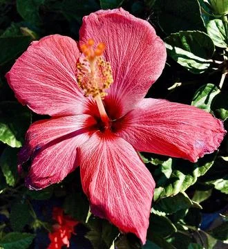 Closeup of a Pink Flower Foto stock