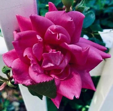Closeup of a Pink Flower Foto stock