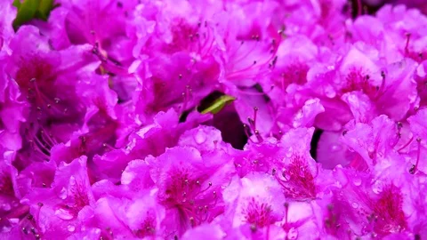 Closeup of pink flowers Stock Footage 76025815