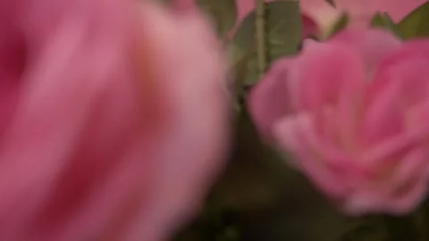 Closeup pink flowers Stock Footage 263848040