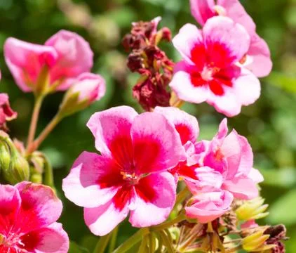 Closeup on pink geranium Stock Photos