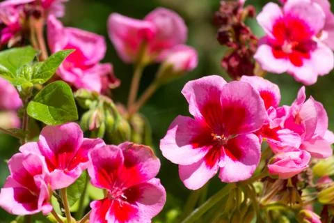 Closeup on pink geranium Stock Photos
