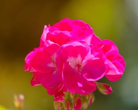 Closeup on pink geranium Stock Photos
