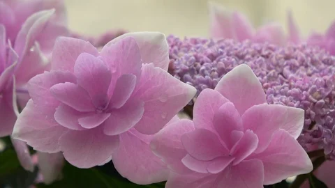 Closeup of the pink hydrangea flower, 4K Stock Footage 108412654